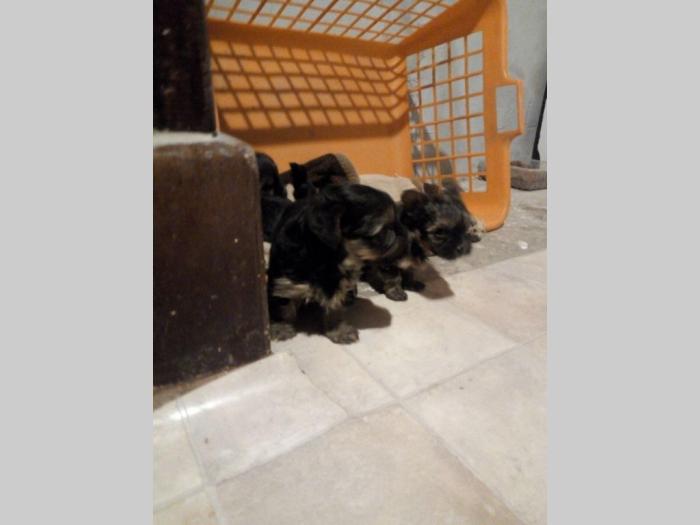 štenci jorkširskog terijera besplatni mali oglasi