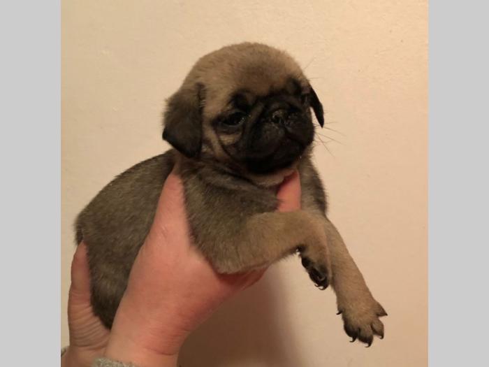 mops štenci na prodaju besplatni mali oglasi