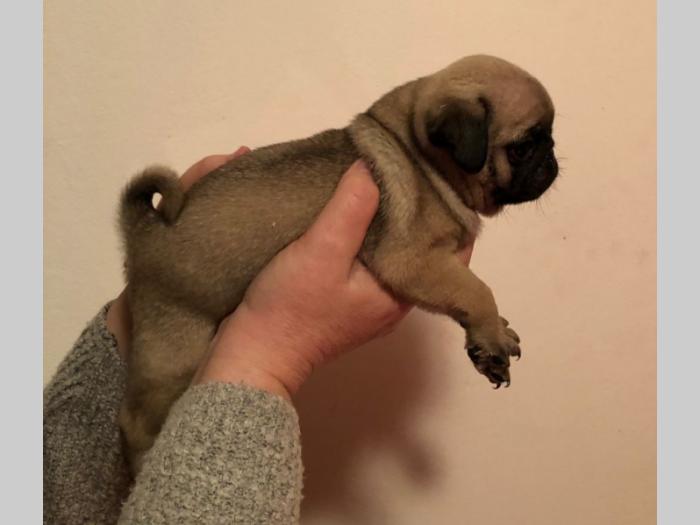 mops štenci na prodaju besplatni mali oglasi