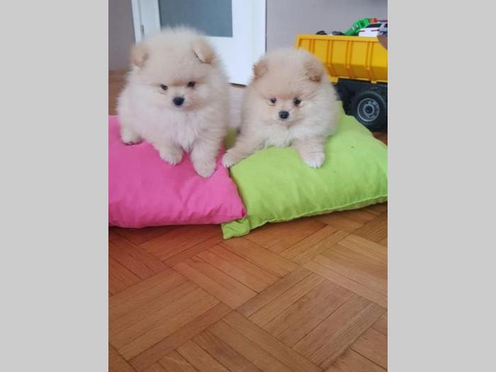 pomeranci boo štenci besplatni mali oglasi