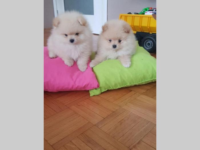 pomeranci boo štenci besplatni mali oglasi