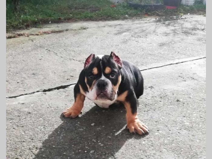 american bully atraktivna štenad besplatni mali oglasi