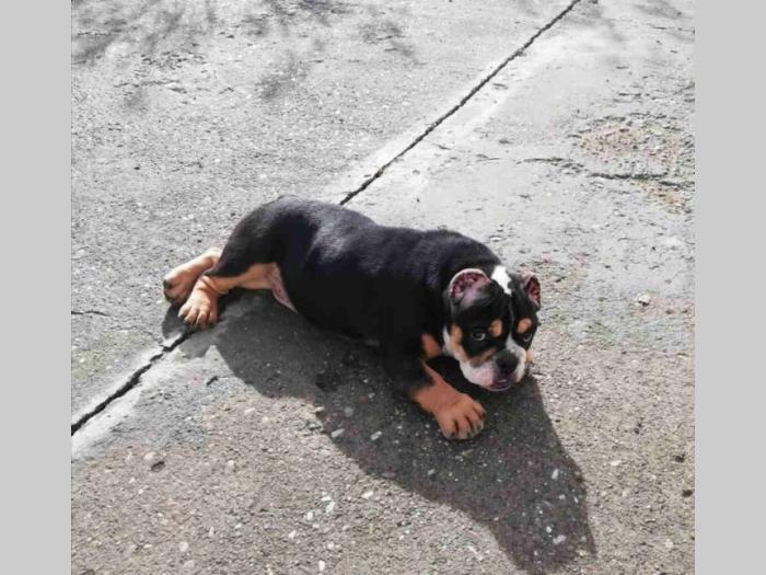 american bully atraktivna štenad besplatni mali oglasi