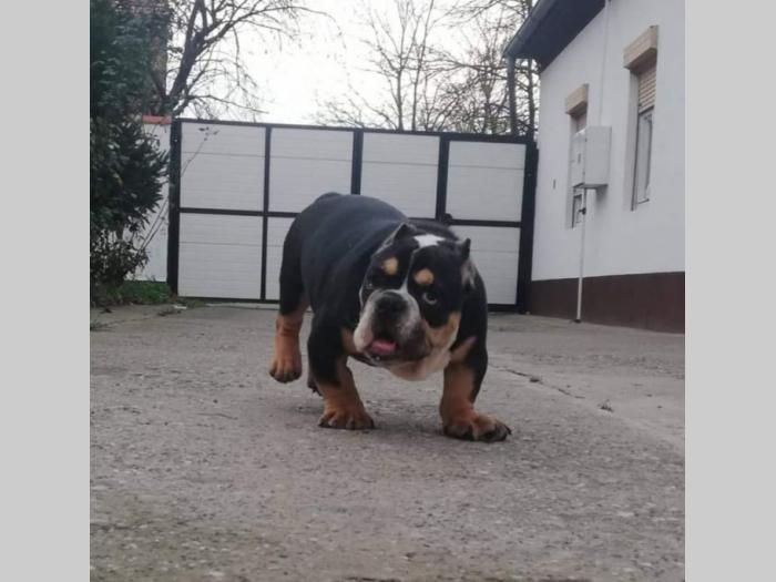 american bully atraktivna štenad besplatni mali oglasi