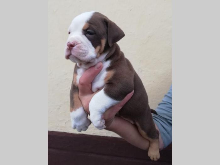 american bully atraktivna štenad besplatni mali oglasi