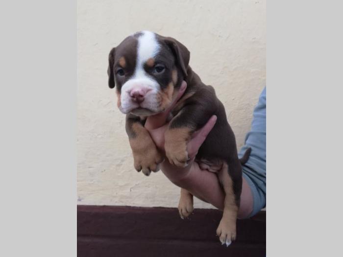 american bully atraktivna štenad besplatni mali oglasi