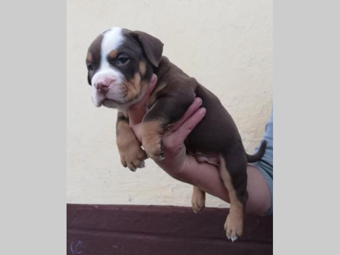 american bully atraktivna štenad besplatni mali oglasi