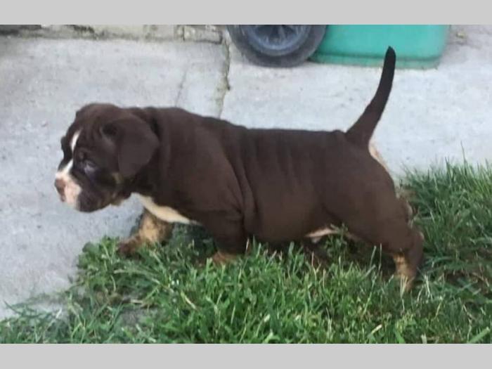 american bully atraktivna štenad besplatni mali oglasi