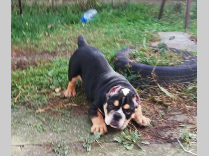 american bully atraktivna štenad besplatni mali oglasi