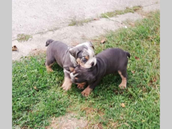 bulldog štenci egzotičnih boja besplatni mali oglasi