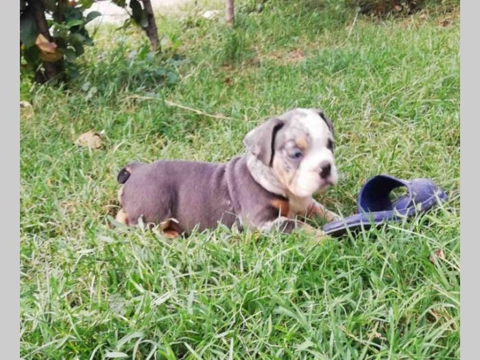 bulldog štenci egzotičnih boja besplatni mali oglasi