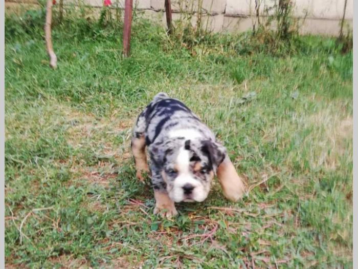 bulldog štenci egzotičnih boja besplatni mali oglasi