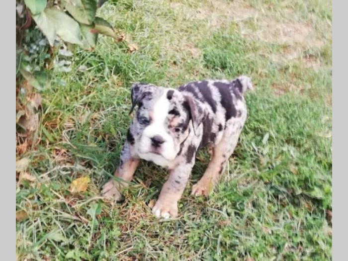 bulldog štenci egzotičnih boja besplatni mali oglasi