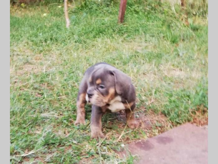 bulldog štenci egzotičnih boja besplatni mali oglasi