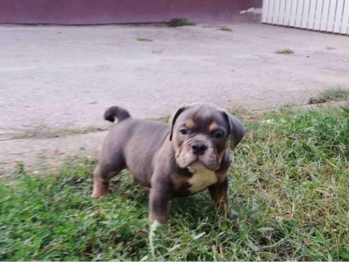 bulldog štenci egzotičnih boja besplatni mali oglasi