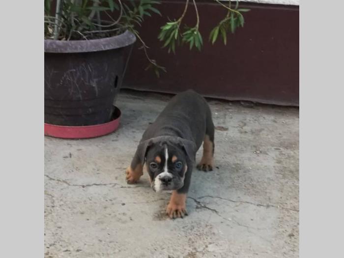 bulldog štenci egzotičnih boja besplatni mali oglasi