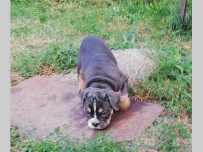 bulldog štenci egzotičnih boja besplatni mali oglasi