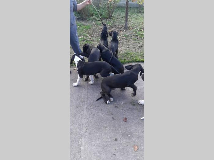 štenci nemačke doge besplatni mali oglasi