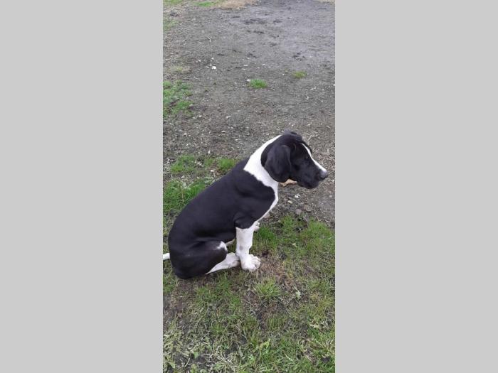 štenci nemačke doge besplatni mali oglasi