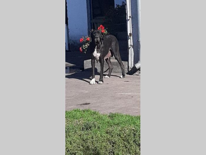 štenci nemačke doge besplatni mali oglasi