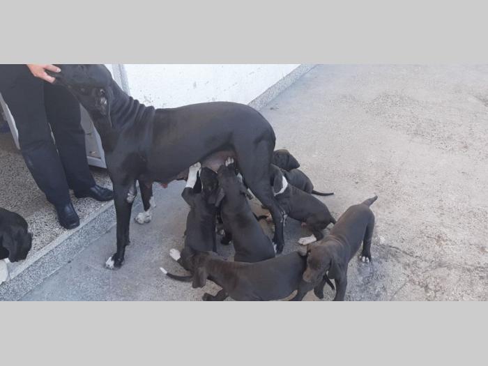 štenci nemačke doge besplatni mali oglasi