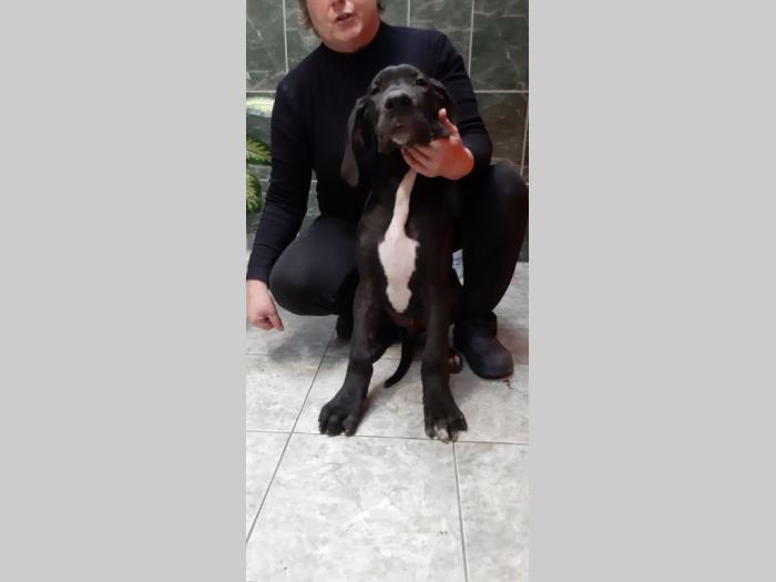 štenci nemačke doge besplatni mali oglasi