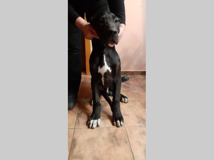 štenci nemačke doge besplatni mali oglasi