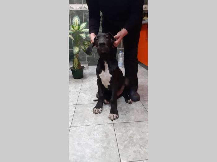štenci nemačke doge besplatni mali oglasi