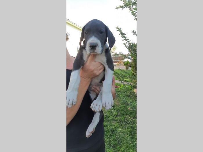 štenci nemačke doge besplatni mali oglasi