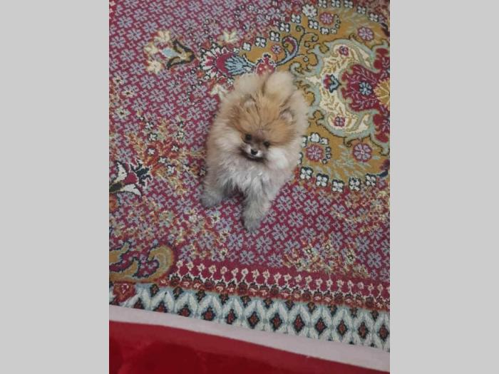 pomeranci boo odlično odlakani štenci besplatni mali oglasi