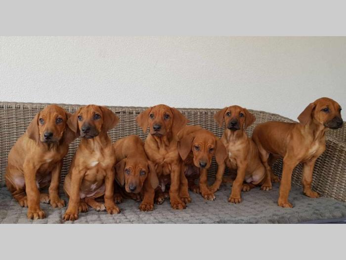 rodezijski ridžbek štenci besplatni mali oglasi