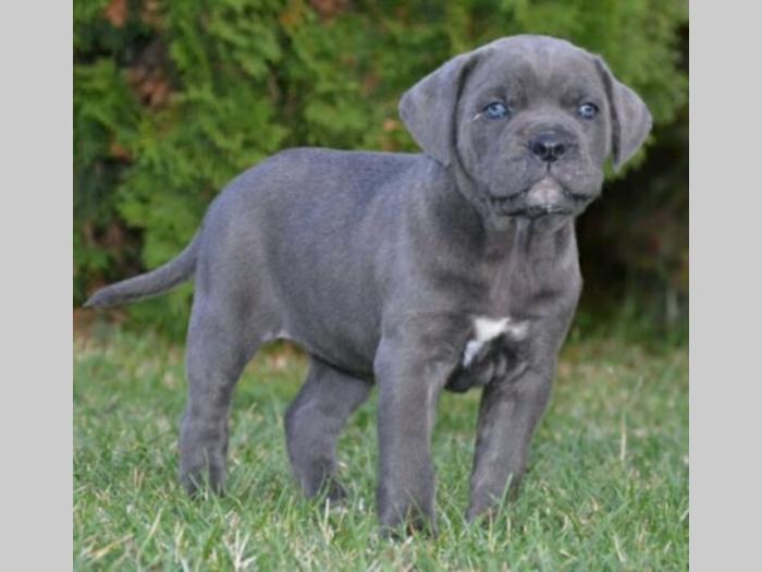 cane corso sivi i crni besplatni mali oglasi