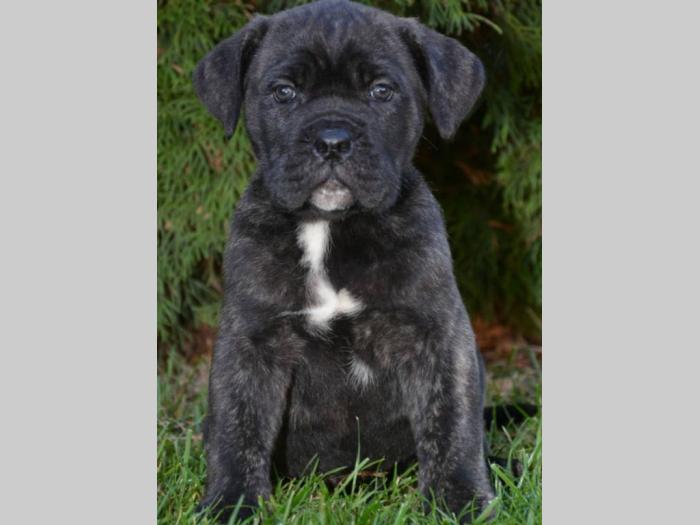 cane corso sivi i crni besplatni mali oglasi