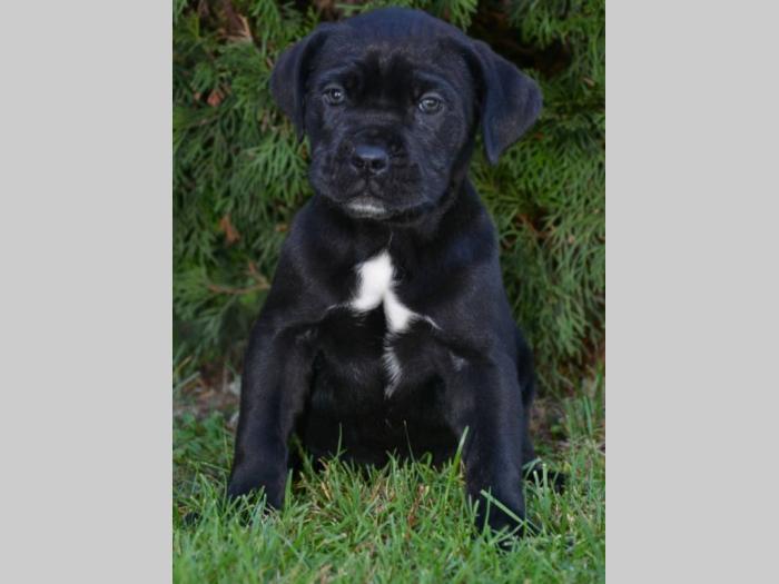 cane corso sivi i crni besplatni mali oglasi