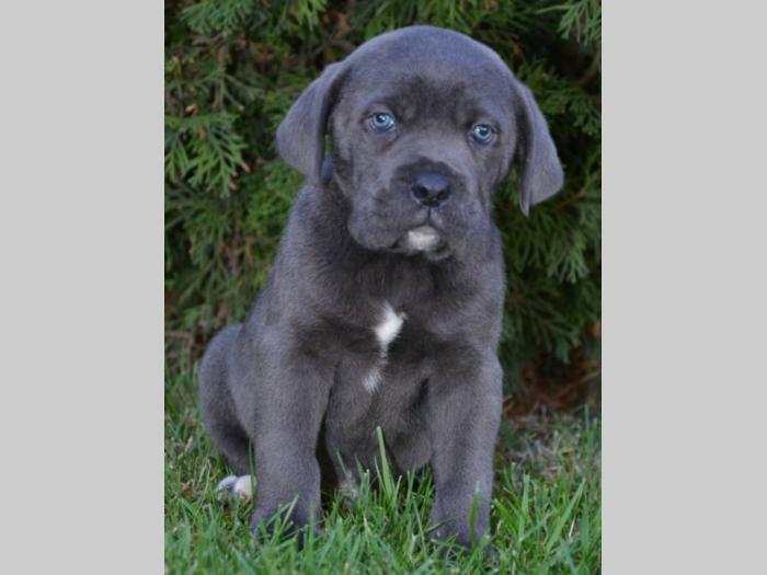 cane corso sivi i crni besplatni mali oglasi
