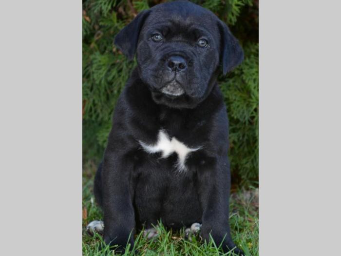 cane corso sivi i crni besplatni mali oglasi