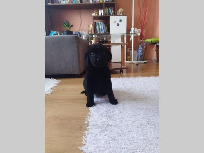 štenci labrador retrivera besplatni mali oglasi