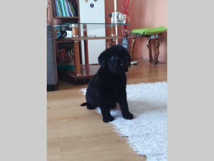 štenci labrador retrivera besplatni mali oglasi