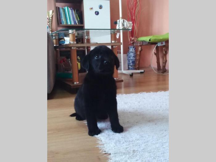 štenci labrador retrivera besplatni mali oglasi