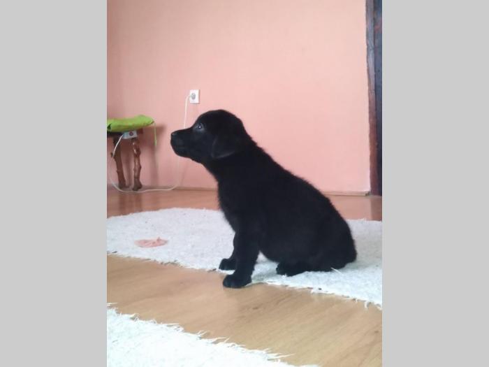 štenci labrador retrivera besplatni mali oglasi