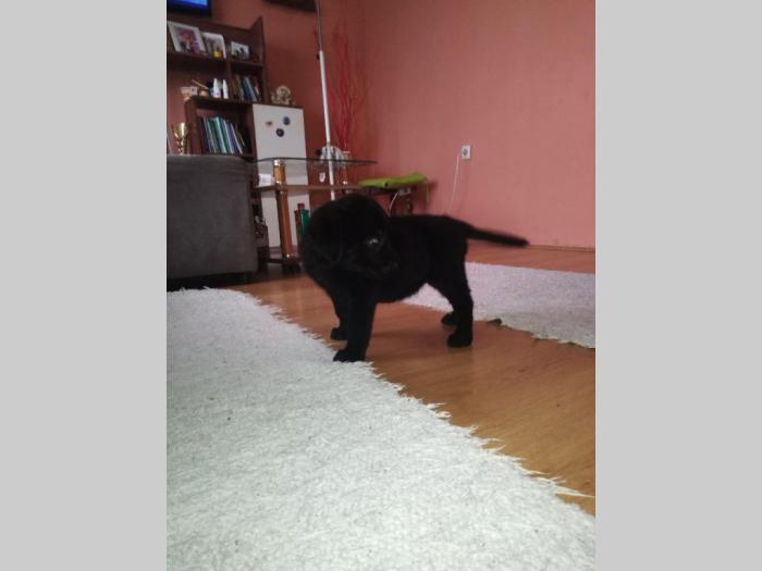 štenci labrador retrivera besplatni mali oglasi
