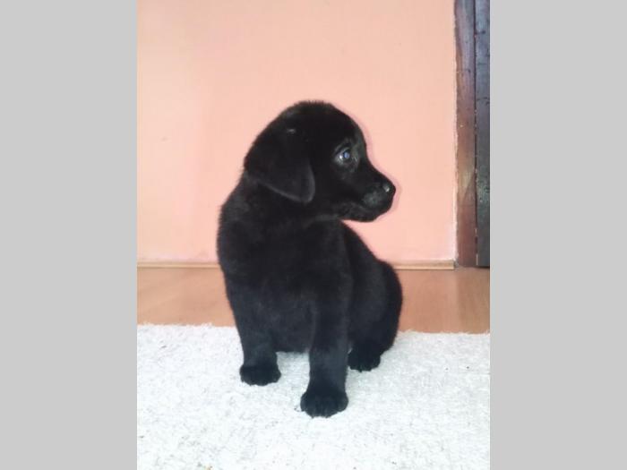štenci labrador retrivera besplatni mali oglasi