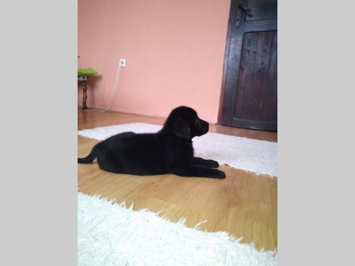 štenci labrador retrivera besplatni mali oglasi