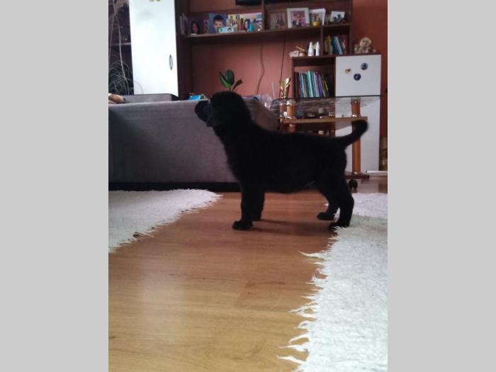 štenci labrador retrivera besplatni mali oglasi
