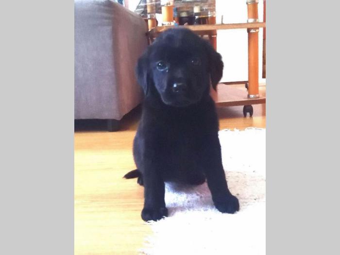 štenci labrador retrivera besplatni mali oglasi