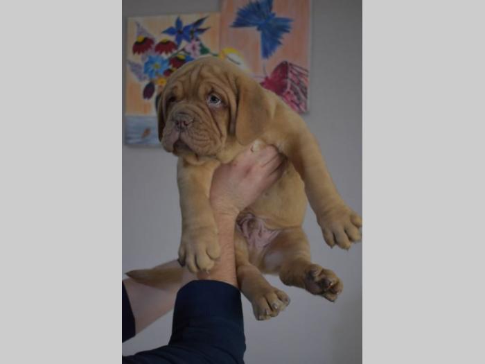 bordoške doge štenci na prodaju besplatni mali oglasi