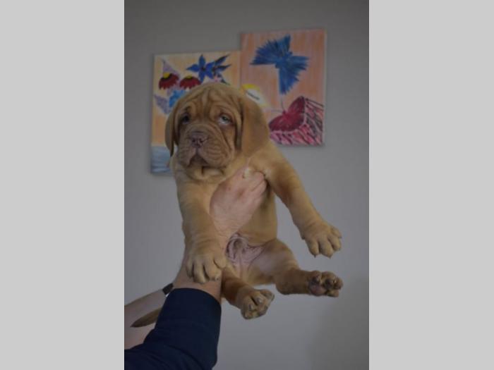 bordoške doge štenci na prodaju besplatni mali oglasi
