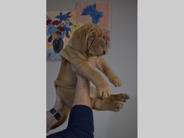 bordoške doge štenci na prodaju besplatni mali oglasi