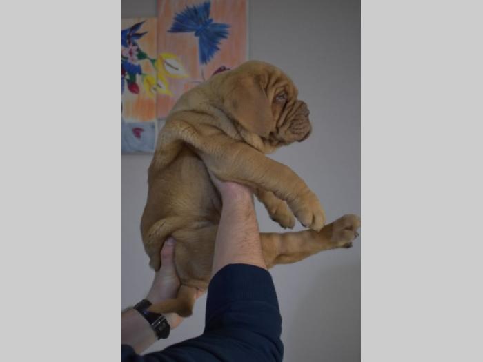 bordoške doge štenci na prodaju besplatni mali oglasi