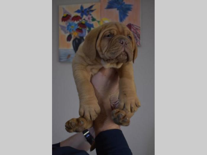 bordoške doge štenci na prodaju besplatni mali oglasi
